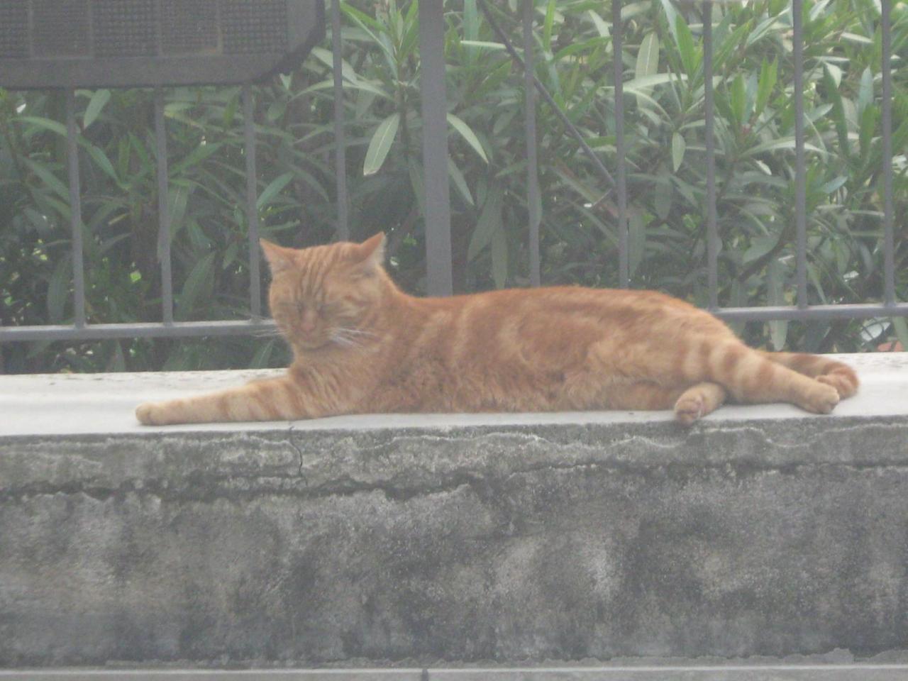 Il Giuggiolo 2