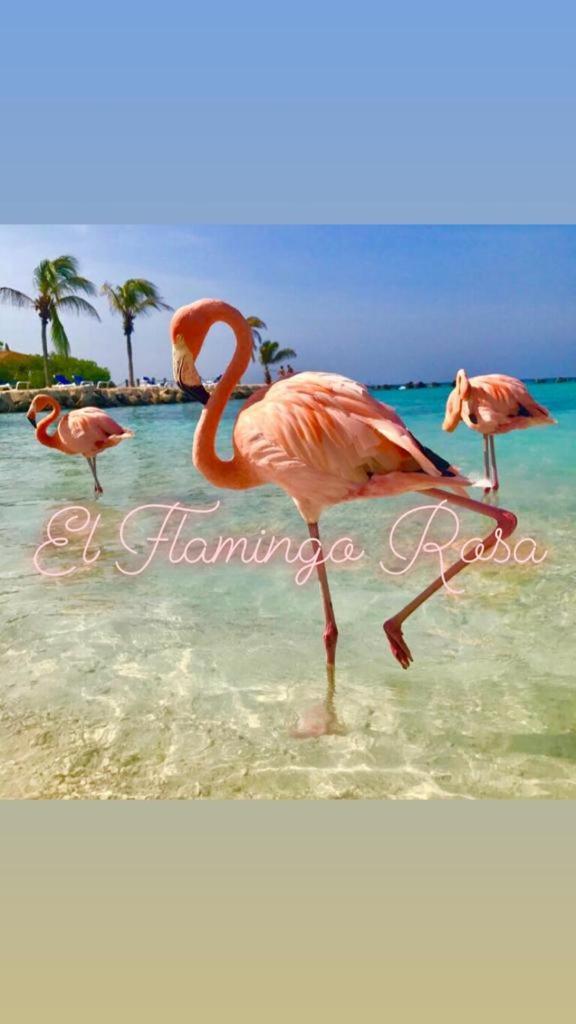 Casa Vacanze El Flamingo Rosa Cod Iun P5386