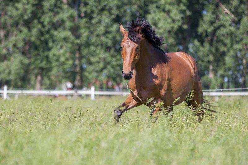 Pferdeidylle Direkt Neben Berlin in Dallgow