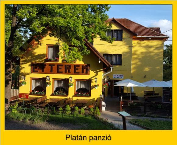 Platan Panzio