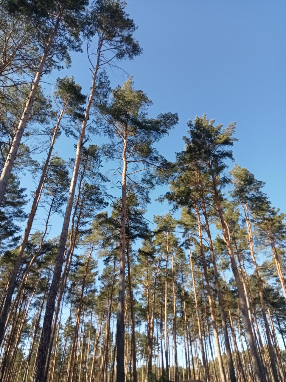 Ferienzimmer Waldzauber