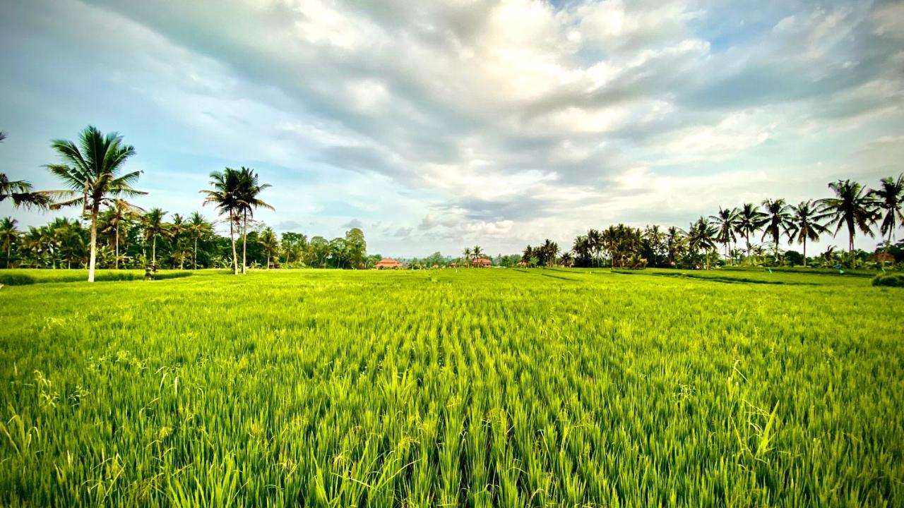 Villa Sawah Ramah 2